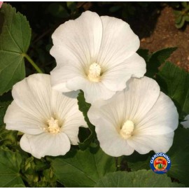 The Gardening World 250 White Tree Mallow Flower Seeds Lavatera trimestris