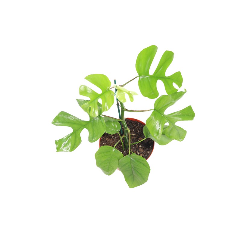 Mini Monstera - 8'' from California Tropicals