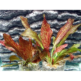 Potted Red Flame Sword - Beginner Tropical Live Aquarium Plant