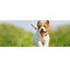 PET SUPPLEMENTS Immune System Support for Dogs - Dogs Immune