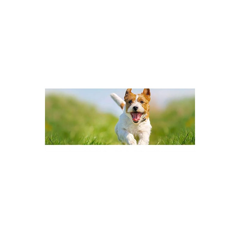 PET SUPPLEMENTS Immune System Support for Dogs - Dogs Immune