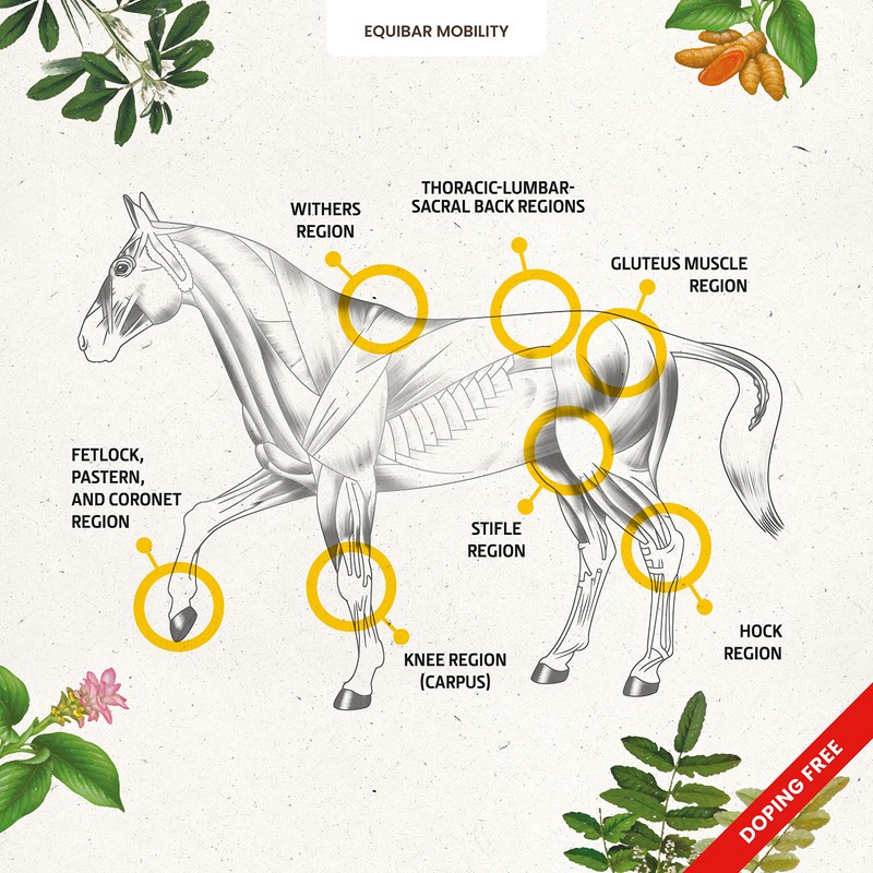 EQUIBAR Mobility: barretta naturale per il supporto di muscoli e