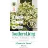 Mountain Snow Pieris (2 Gallon) Blooming Evergreen Shrub with White