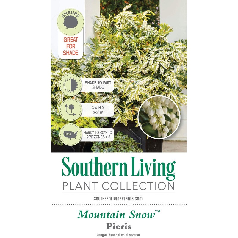 Mountain Snow Pieris (2 Gallon) Blooming Evergreen Shrub with White