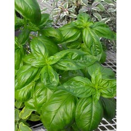 1000 Sweet Genovese Italian Basil Seeds Herb - Makes Best Pesto - Non-GMO - Always Fresh Seeds! - Planting Seeds for Home Vegetable Garden