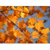 The Jonsteen Company Canada Sugar Maple | Tree Seed Grow