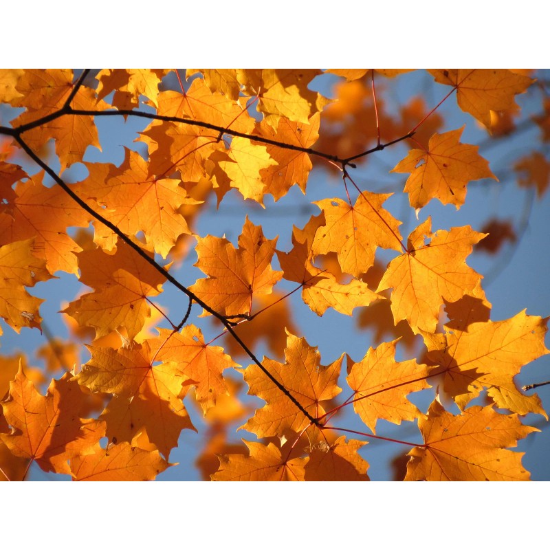 The Jonsteen Company Canada Sugar Maple | Tree Seed Grow