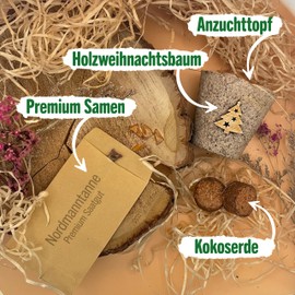 Little Plants Christmas Tree Growing Set - Christmas Tree 2030 I as Advent Calendar Filling, Secret Santa Gift I Christmas Tree in a Tin I Fill Advent Calendar Contents I Christmas Tree Gift Set 1