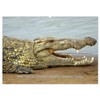 Krokodile & Alligatoren (Wandkalender 2026 DIN A2 quer), CALVENDO Monatskalender: