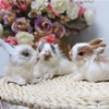 BWESOO White Mini Simulation Rabbit Plush, Cute Plush Rabbit Rabbit