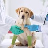 ROZKITCH Pet Dog Elbow Protector Dog Elbow Sleeve, 2PCS Front