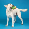 Fringe Studio Plush Dog Toy, AVO-Fiesta, Pet Shop Collection (314531)