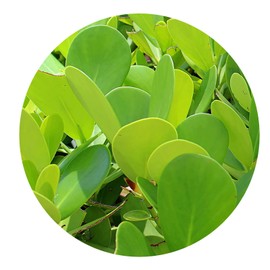 Dwarf Pink CLUSIA Rosea Nana Tropical Live Plant Character Bonsai Shrub Pink Flower Small Succulent Leaf Starter Size 4 Inch Pot Emerald R