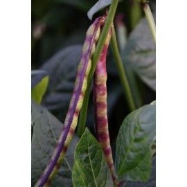 Southeast Seeds Top Pick Pinkeye Purple Hull Pea Seeds, NON-GMO, Cowpea, Southern Pea, FREE SHIP - 1000 Seeds or 1/2 LB