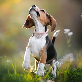 HOWWFALY Bling Rhinestone Crystal Dog Collar PU Leather Adjustable Collar Soft Crystal Dog Collar Neck Decoration Collar for Small Medium Dogs (Pink)