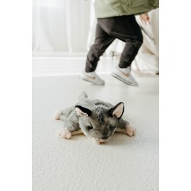 The Petting Zoo Sugar Glider Stuffed Animal Plushie, Gifts for Kids, Wild Onez Wildlife Animals, Sugar Glider Plush Toy 9 inches