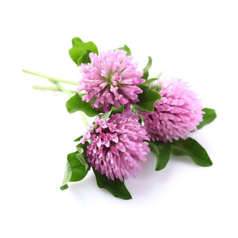 Todd's Seeds Red Clover Seeds, Non-GMO, Chemical Free, High Germination