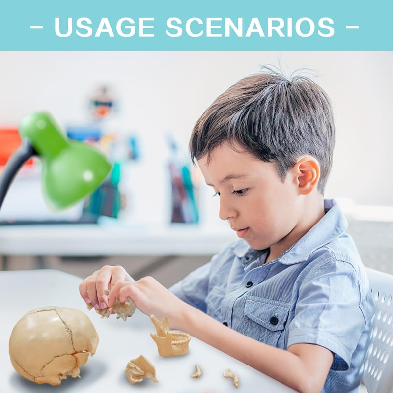 Didactic 15 Parts Anatomy Palm-Sized Human Medical Skull Model, Exploded