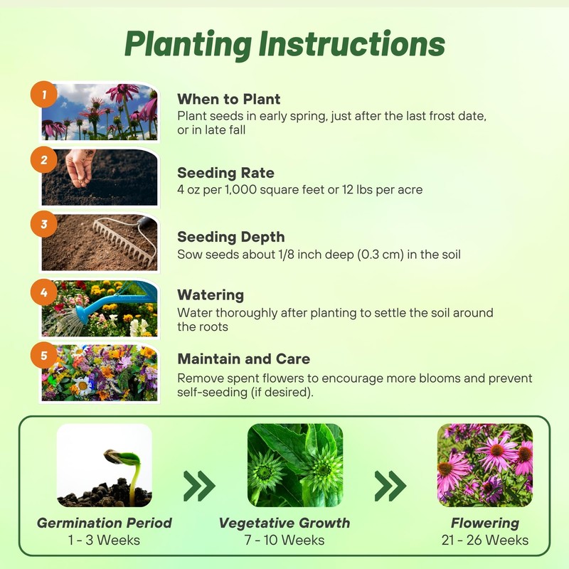 Outsidepride Purple Echinacea Coneflower Seeds - 1000 Pcs Perennial, Deer-Proof