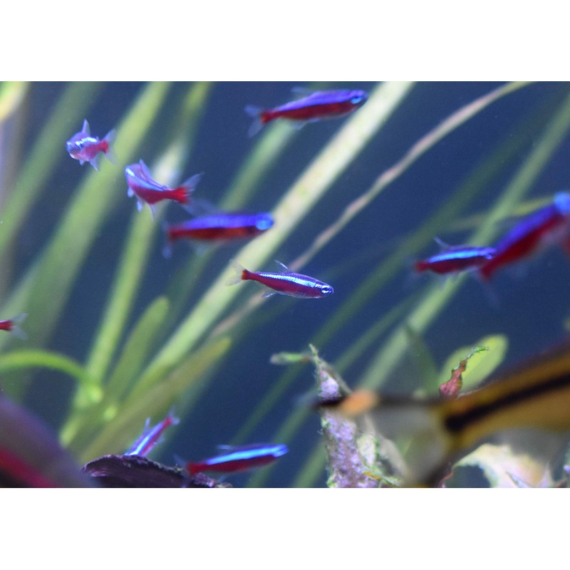 Seachem Stability Fish Tank Stabilizer - For Freshwater and Marine