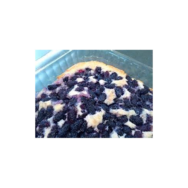 Grow Your Own Mulberry Tree's! 20 Seeds! Yummy! Comb. S/h!