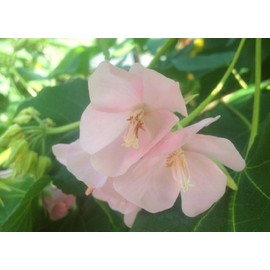 DOMBEYA Pink Cloud Cape Wedding Flower Tropical Hydrangea Plant Shrub Starter Size 4 Inch Pot Emerald TM