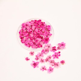 1 Boxes 50 pcs Nail Drying Flower, DIY, 3D Nail Art, Plant Theme, Irregular Shape, Flower Stickers Suitable for Care and Small Natural Nail Decoration, Accessories. (Monaco Red)