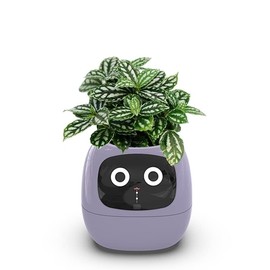 Itigoitie Itigoitie Smart Flowerpots,Smart Pet Planter,Ai Planter,Intelligent Flowerpots,Multiple Expressions,7 Smart Sensors, and Ai Chips Make Raising Plants Easy and Fun for Living Room,Plant-Free(Purple)