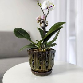 Grdthzey Ceramic Orchid Pots with Attached Saucer and Drainage Hole 6'' Orchid Planter (mossgreen)