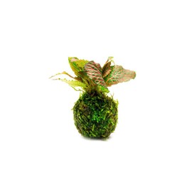 SubstrateSource Live Aquarium Plants on Driftwood, Lava Rock, Moss, Fiber Mat - Freshwater Fish Tanks - Easy, Beginner Friendly (Fittonia Albivenis On Clay Moss Ball)