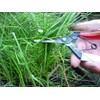 Okatsune Onion Shears NO.306