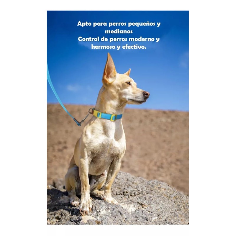 UNA MASCOTA Collar para Perros de Moda y Confort -