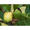 Noni Honey - 100% Pure, Raw, Unfiltered, Unprocessed - 2