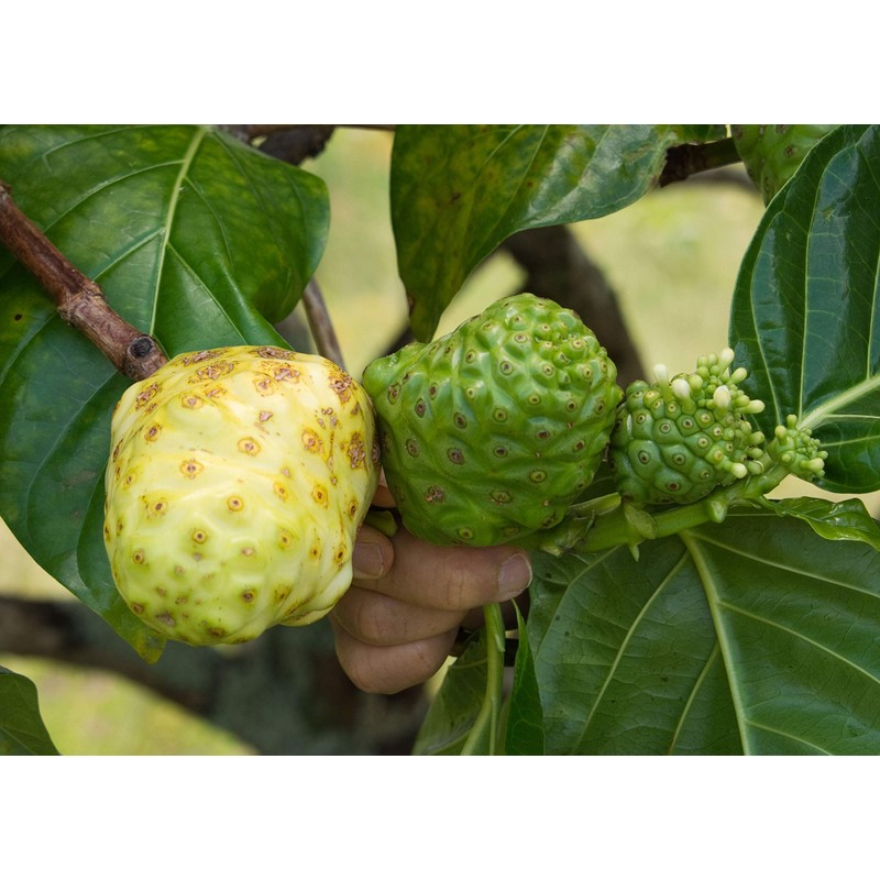 Noni Honey - 100% Pure, Raw, Unfiltered, Unprocessed - 2