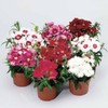 Dianthus Diana Series Flower Seeds - Mix - 100 Seeds