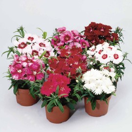 Dianthus Diana Series Flower Seeds - Mix - 100 Seeds - Annual Flower Garden Seeds - Dianthus chinensis