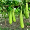 Eden Brothers Gourd Seeds - Luffa