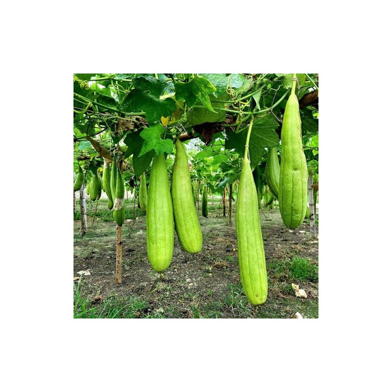 Eden Brothers Gourd Seeds - Luffa