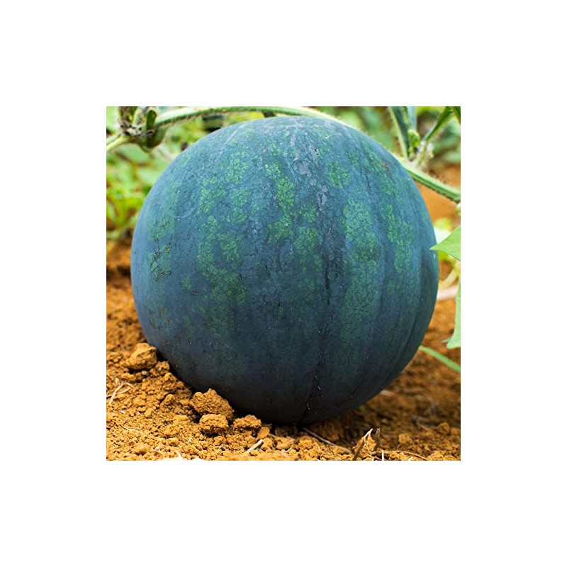 Watermelon Seeds - Black Diamond - 0.25 Oz ~100 Seeds