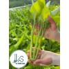 KS 200+ pcs TRIPLE-STEM WATER SPINACH SEEDS, Ong Choy, Kangkong,