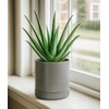 D'vine Dev 4.7 Inch & 6.5 Inch Ceramic Planter Pots
