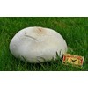 CEMEHA SEEDS - Giant Puffball Mushrooms Non GMO for Planting