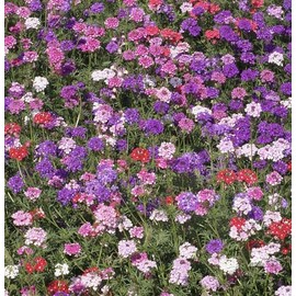 Moss Verbena - Ground Cover - Mixed Colors for Zones 6-10 - 3300 Seeds - Marde Ross & Company