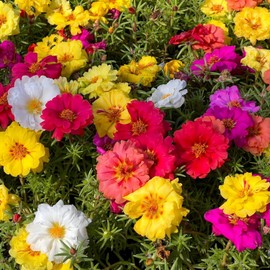 10000+ Double Moss Rose Seeds for Planting - Portulaca Grandiflora Seeds Tropical Ground Cover Plant Seeds - Heat & Drought Tolerant