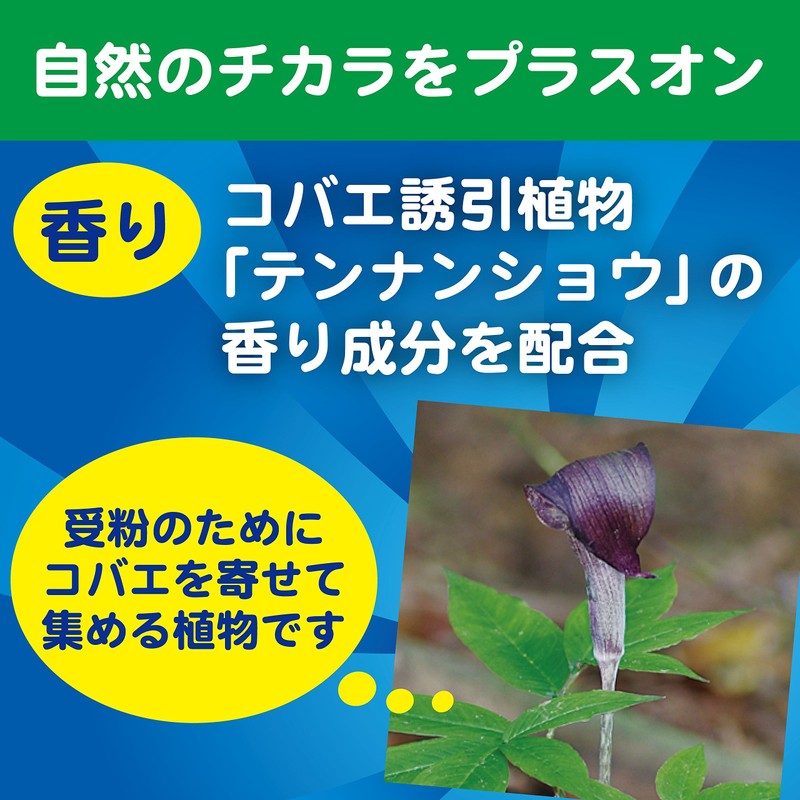 KINCHO Koba Koba Kao Potton Hanging Type Koba Fly Trap,