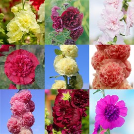 Chater’s Double Mixture Hollyhock Seeds 1 Grams – Alcea rosea – Heirloom, Non-GMO, Perennial – Huge 5" Blooms, Mixed Colors – 72–96" Tall Spikes – 2nd Year Maturity – Reseeding Cottage Garden Favorite