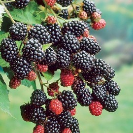 HeirloomSupplySuccess - TM 25 Heirloom Thornless BlackBerry Seeds