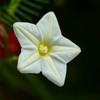 Outsidepride Cypress Vine White - 100 Seeds