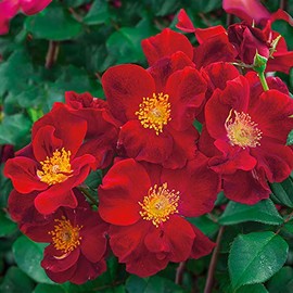 Heirloom Roses Rose Plant - Top Gun Red Rose Bush, Shrub Live Plant for Planting Outdoors