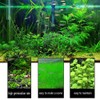 Mysteryhigh 5 Aquarium Plants S.e.e.d Set, not Artifical, Fish Tank